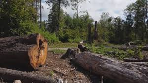 Reliable Cedar Knolls, NJ Tree Care Solutions