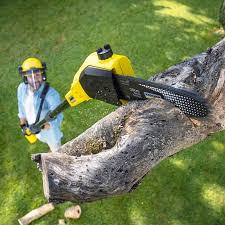 Lawn Renovation and Restoration in Cedar Knolls, NJ